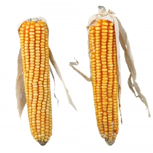 Maize cobs with husk, 2 pcs./250 g