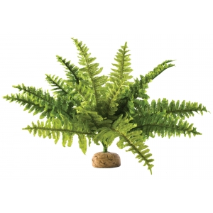 EX Boston Fern, Medium