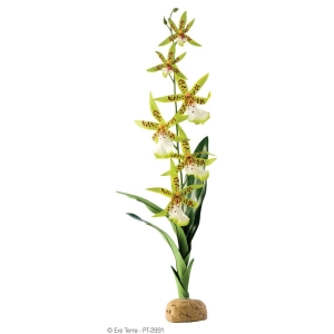 EX Spider Orchid