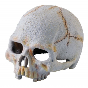 Terraariumi dekor Primate Skull PT-2926