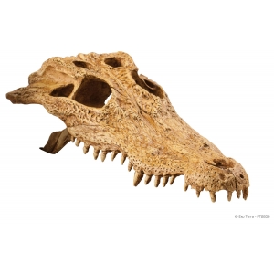 Terraariumi dekor Crocodile Skull PT2856